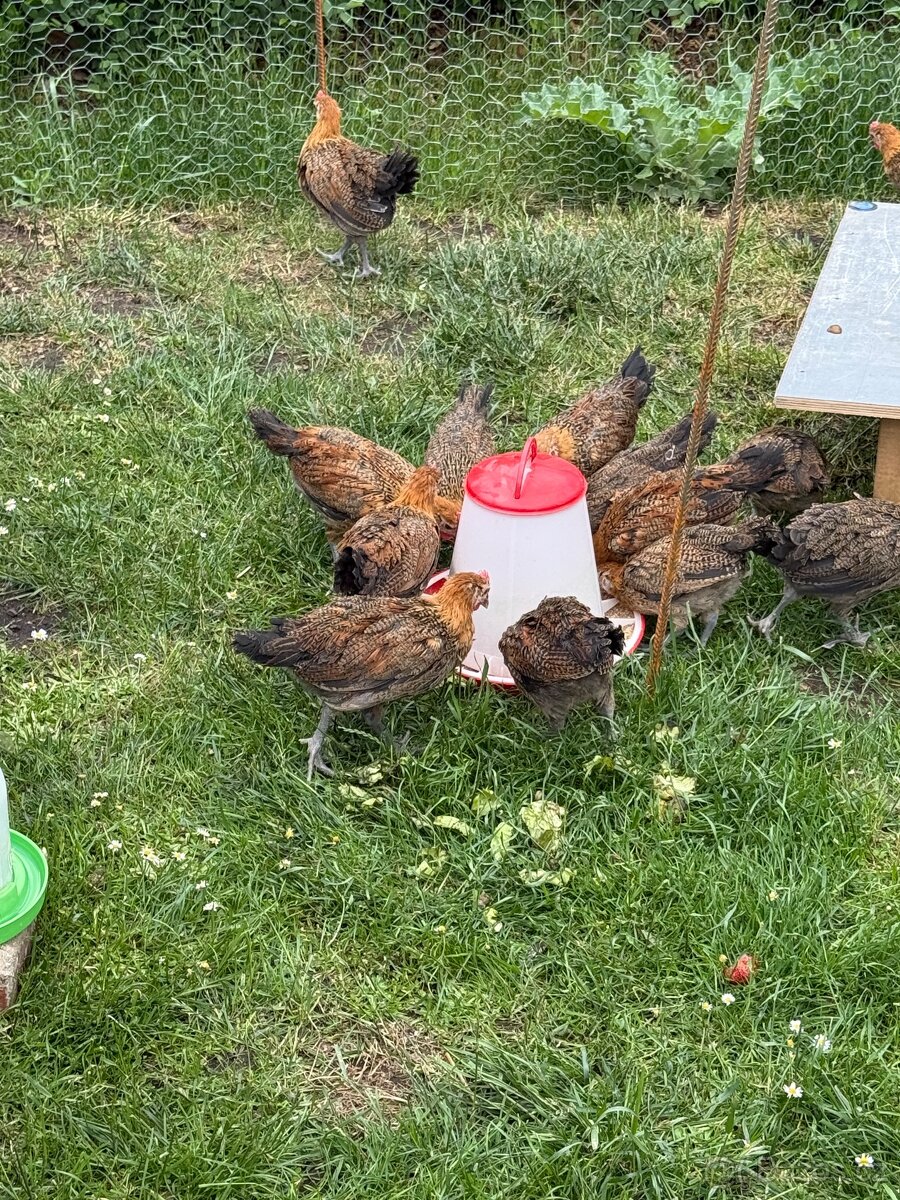 Kohoutci Česká zlatá kropenka