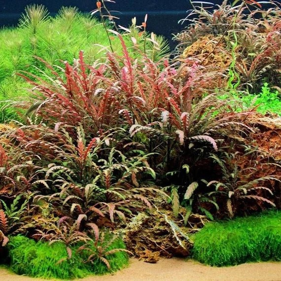 Akvarijni rostliny - Hygrophila Pinnatifida