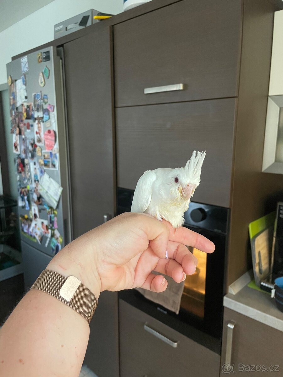 Ručně dokrmené korely Albino