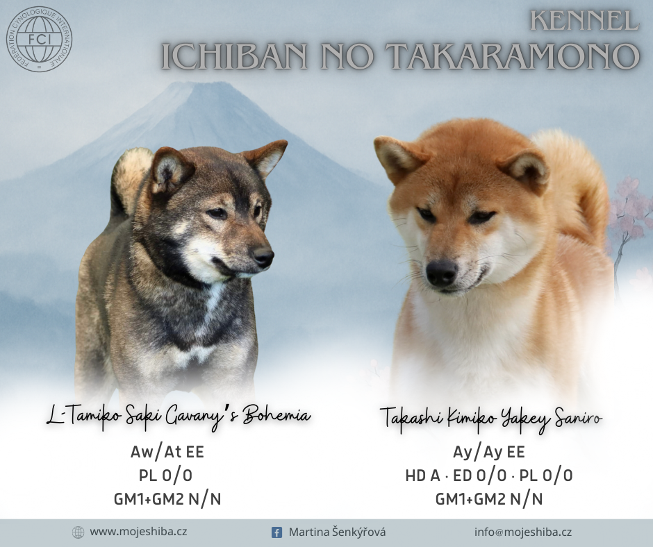 Shiba s PP FCI