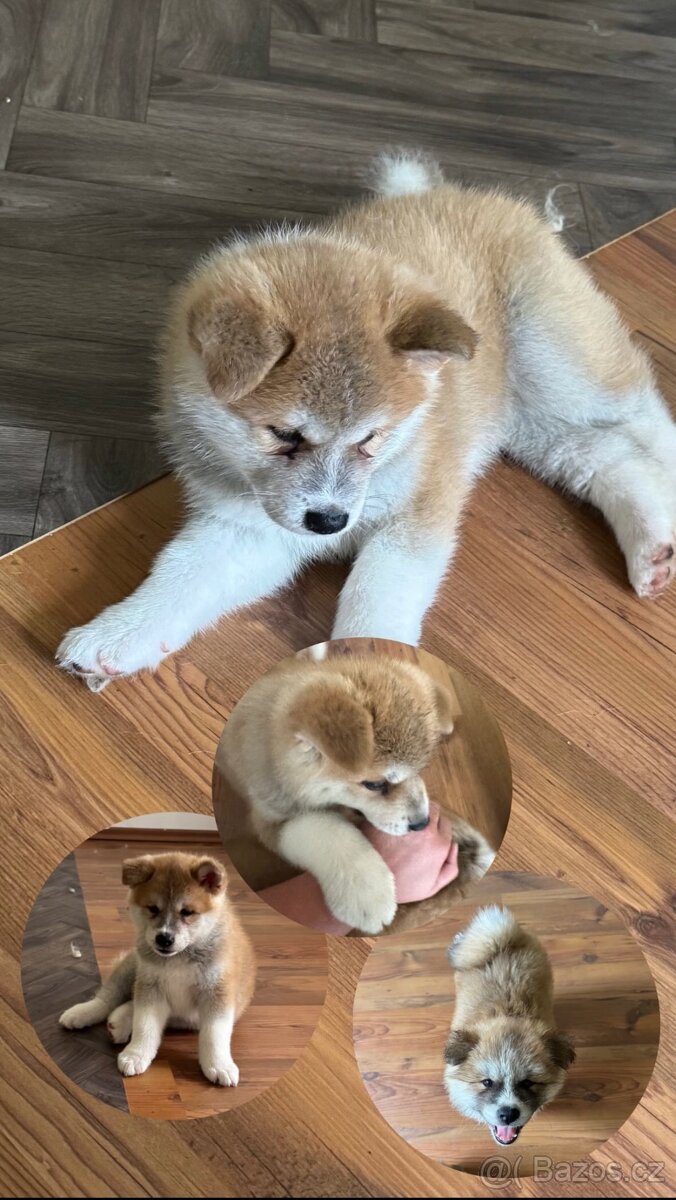Štěňátka Akita Inu