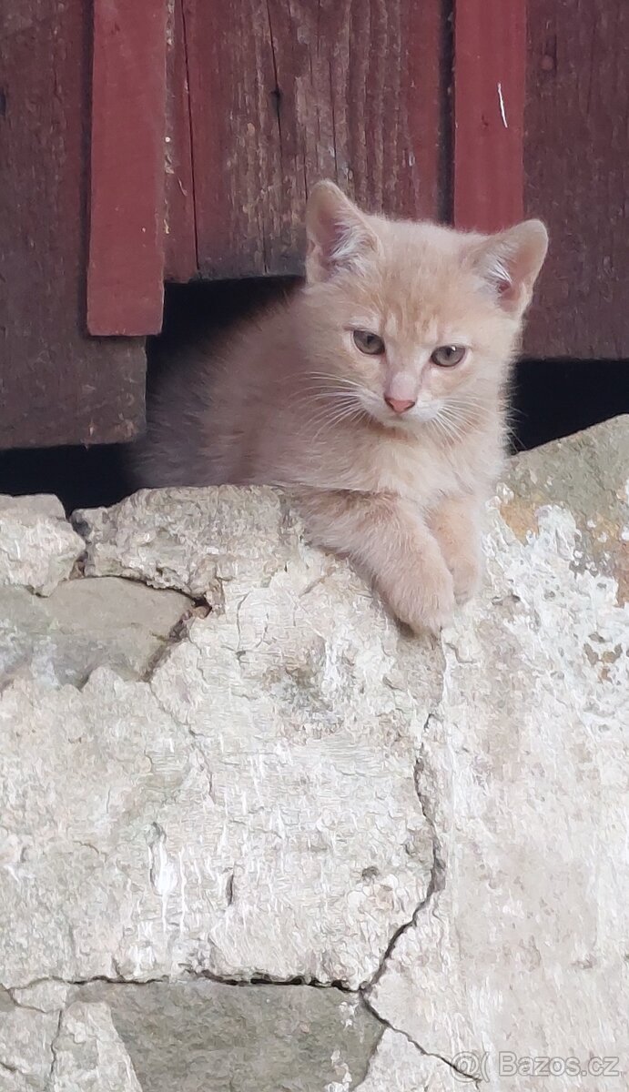 Koťata