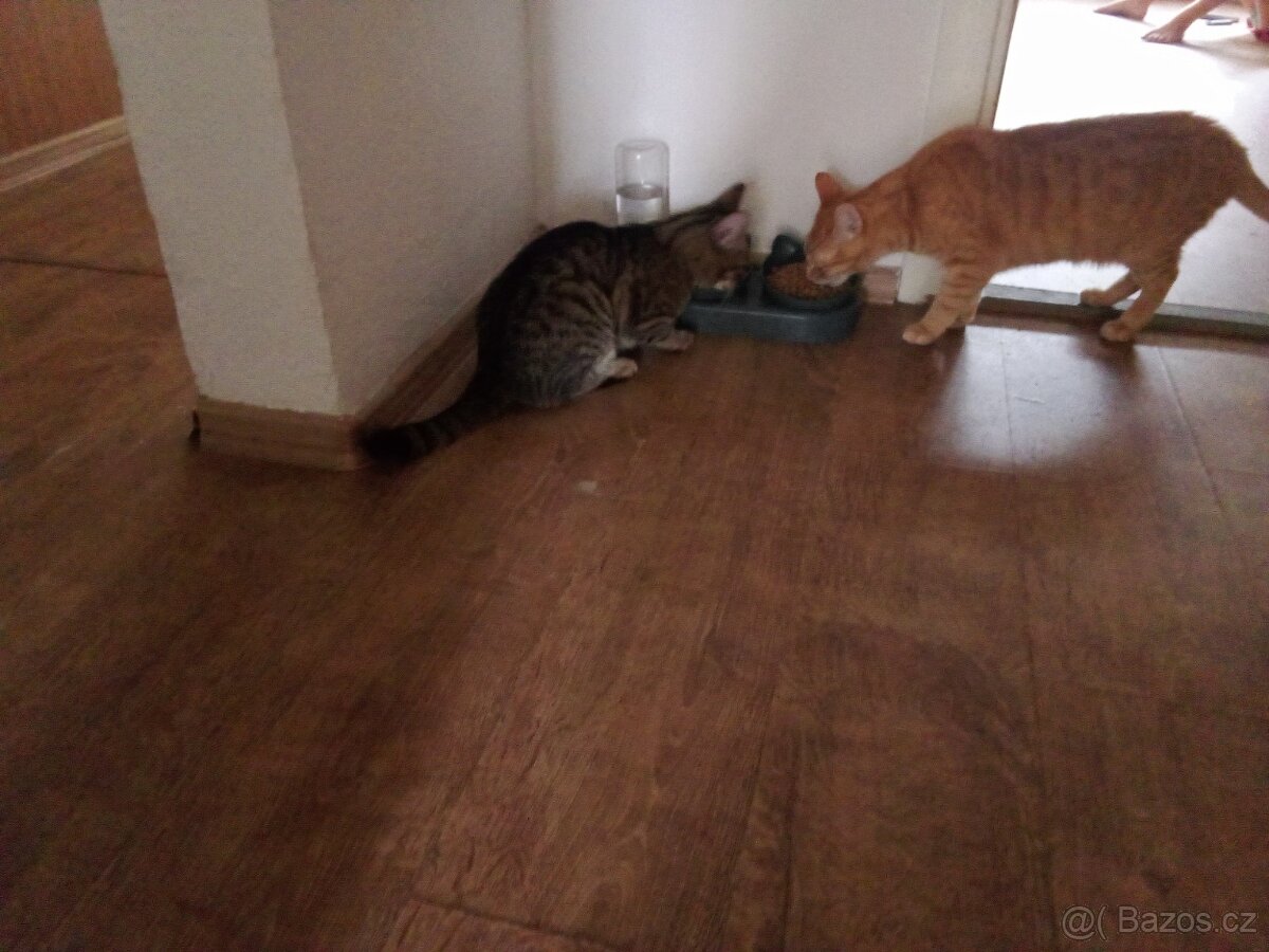 Darujeme do dobrých rukou dva kocourky