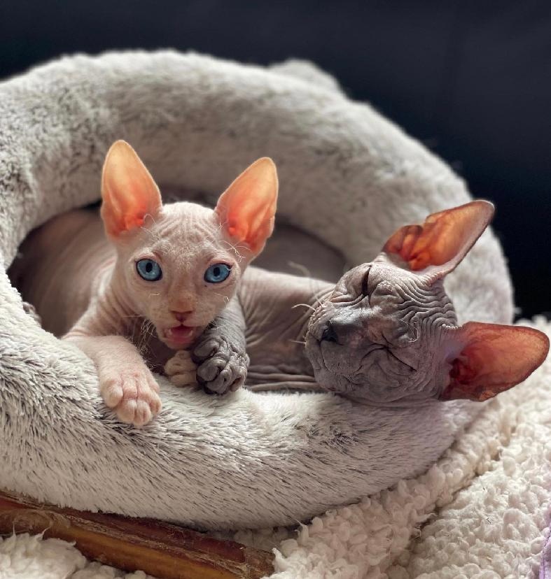 Koťata Donský Sphynx s PP