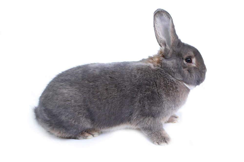 Vídeňský modrošedý