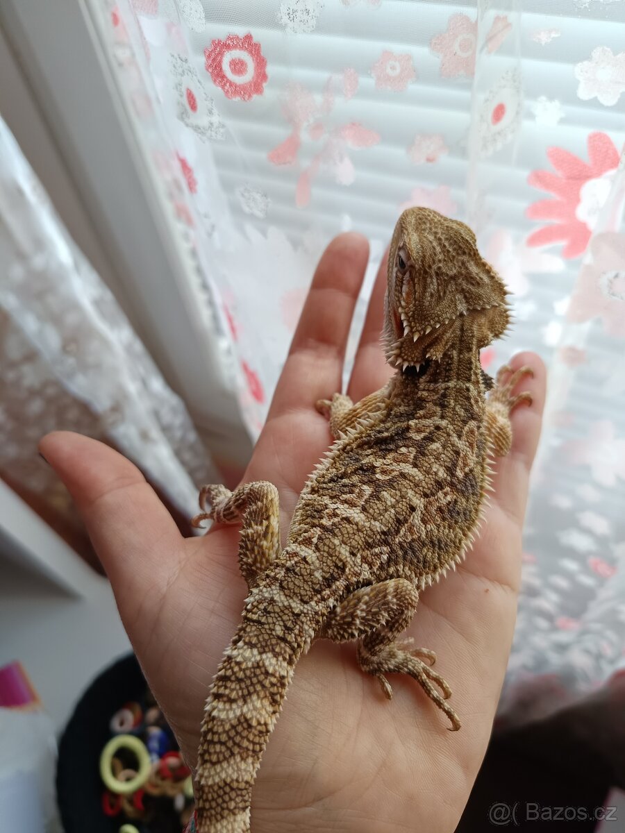 PRODÁNO Agama vousatá - Plzeň - SAMEC