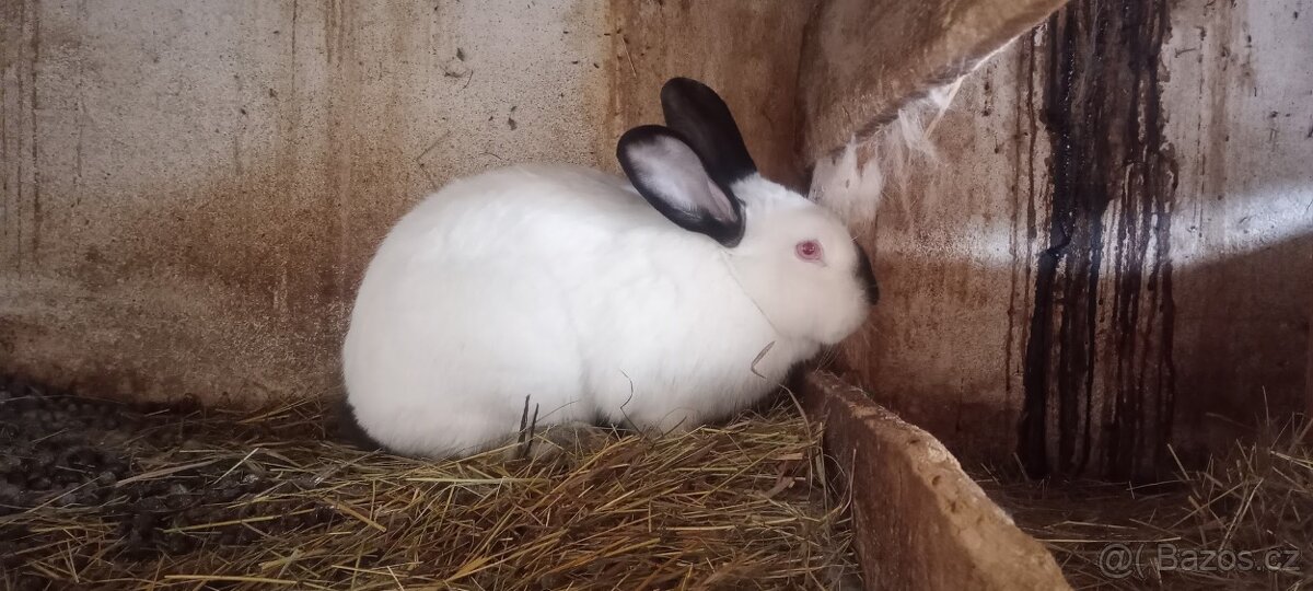 Králíci 2+1 na chov