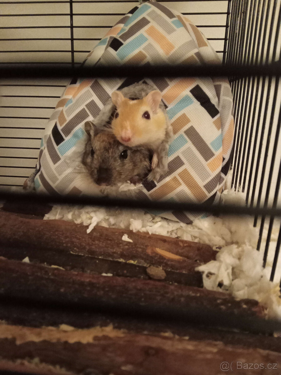 Daruji dvě samice pískomila