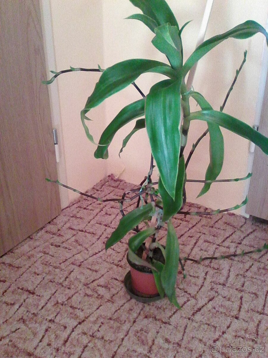 Kalisie vonnoá.léčivá