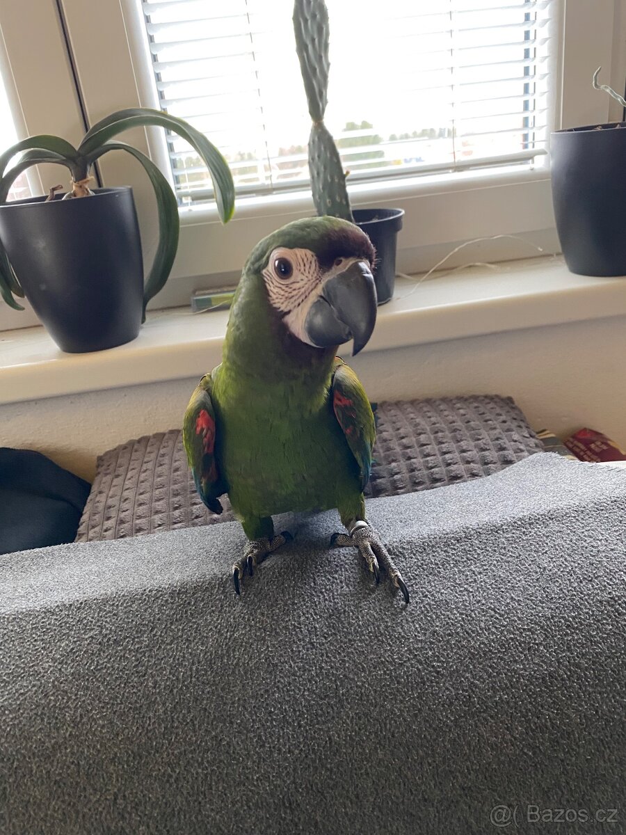 ARA SEVERA - ARA MALÝ - ručně dokrmený SAMEČEK / DNA test