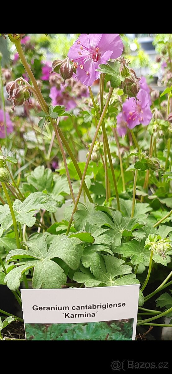 Geranium cantabrigiense - Karmina/ kakost oddenkatý