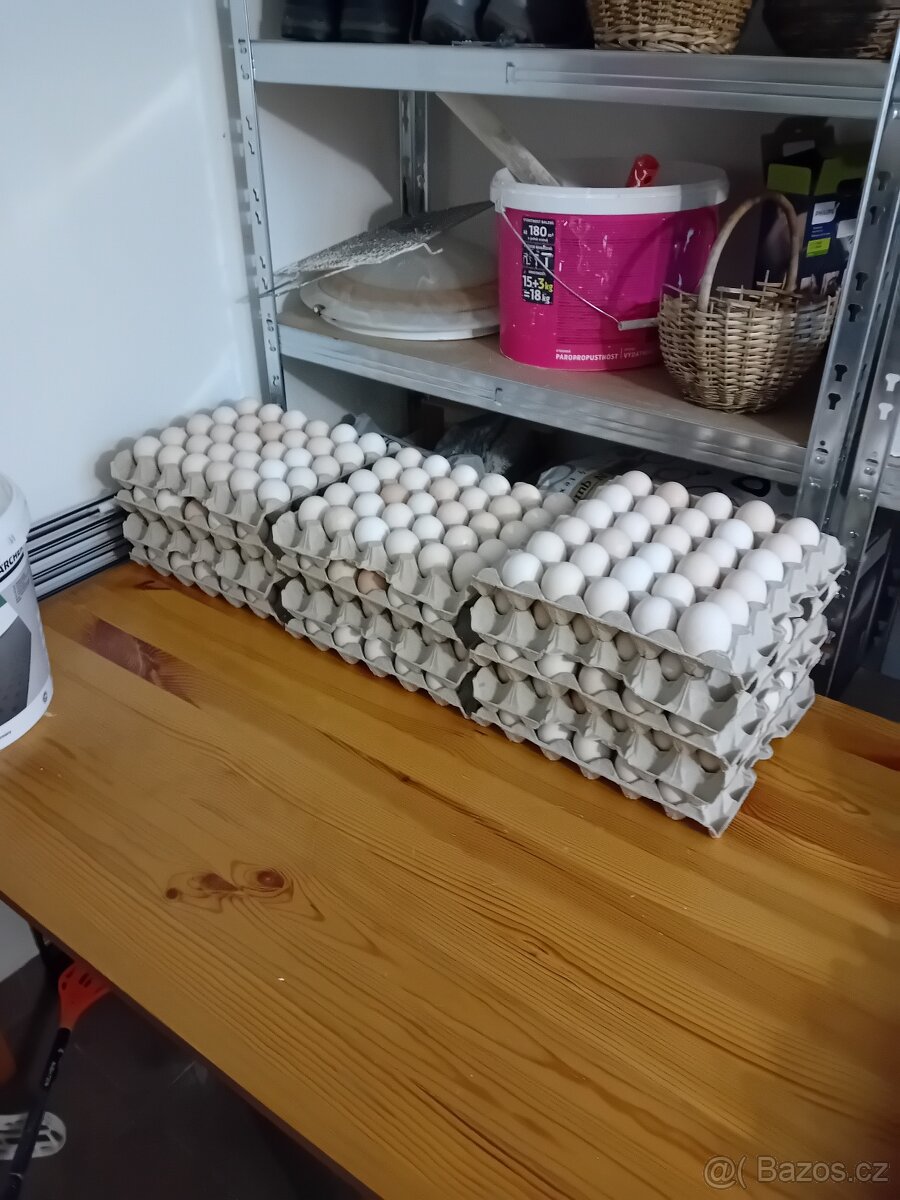 Prodám domácí vajíčka