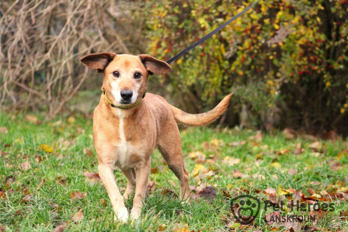 pan Brokolička - pejsek k adopci