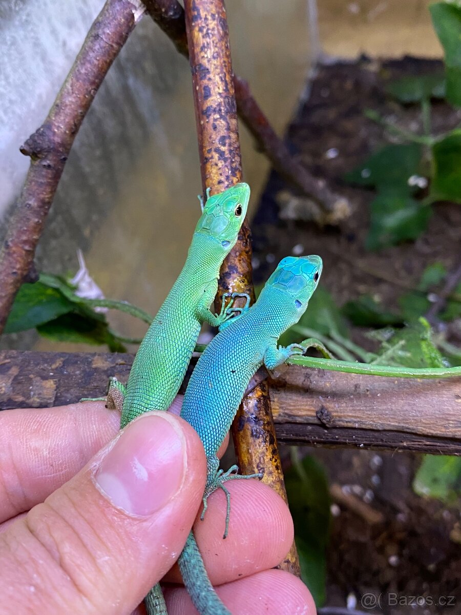 Gastropholis Prasina