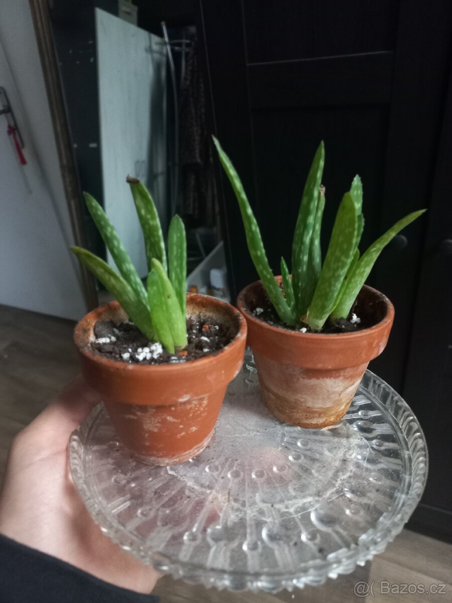 Mini Aloe Vera rostlinka
