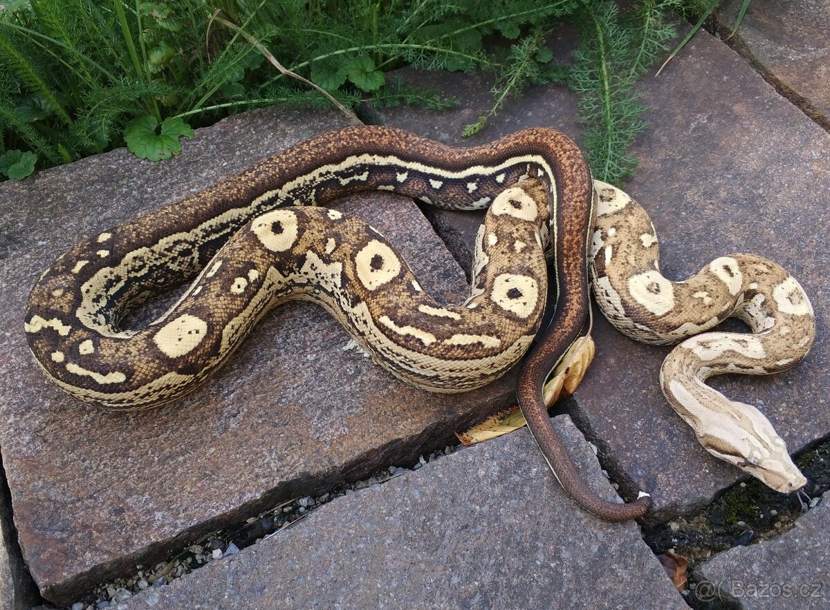 Boa imperator - Ghost het VPI, VPI Jungle het Anery