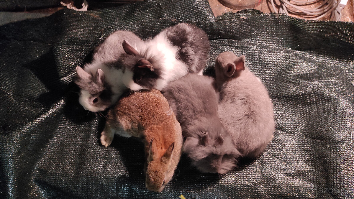 Zakrslí králíčci / králíci