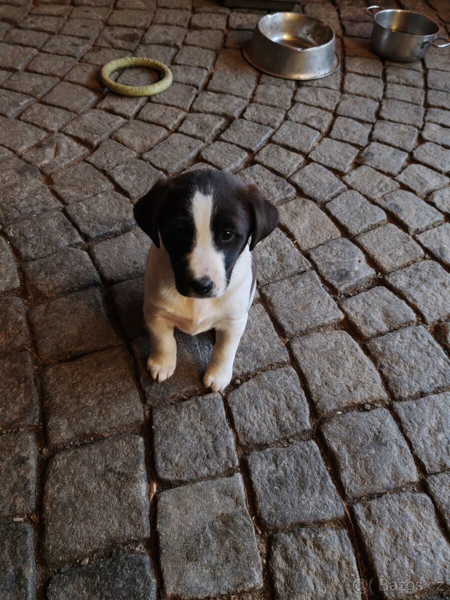 Štěňata kříženci