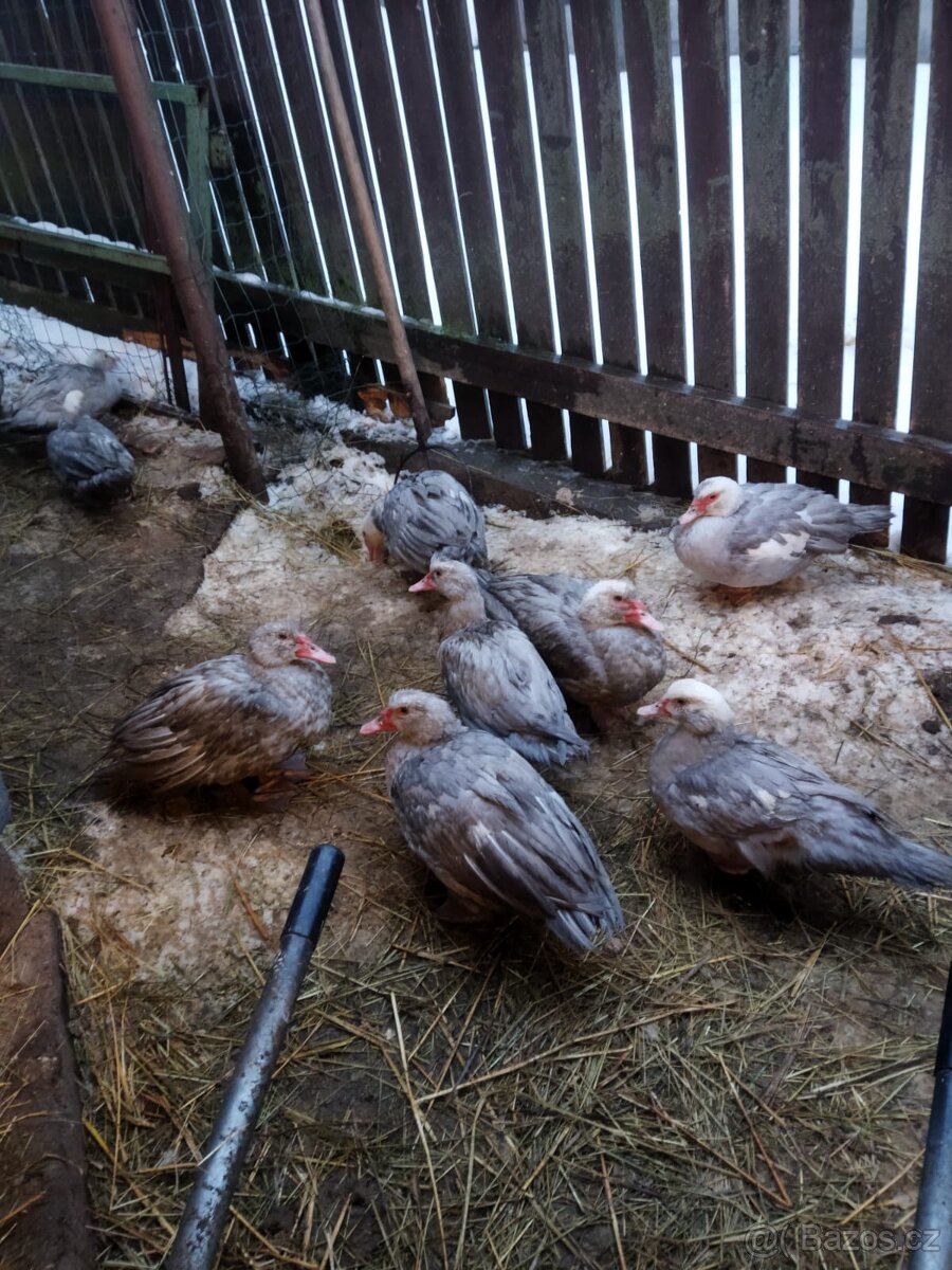 Prodám kachny pižmové