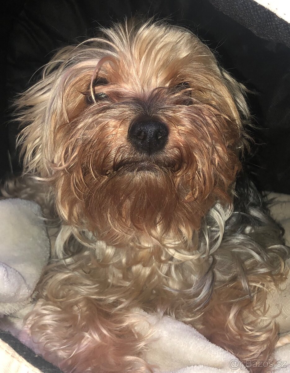 Jorksirsky teriér fena