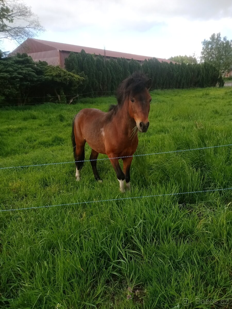 Ponny