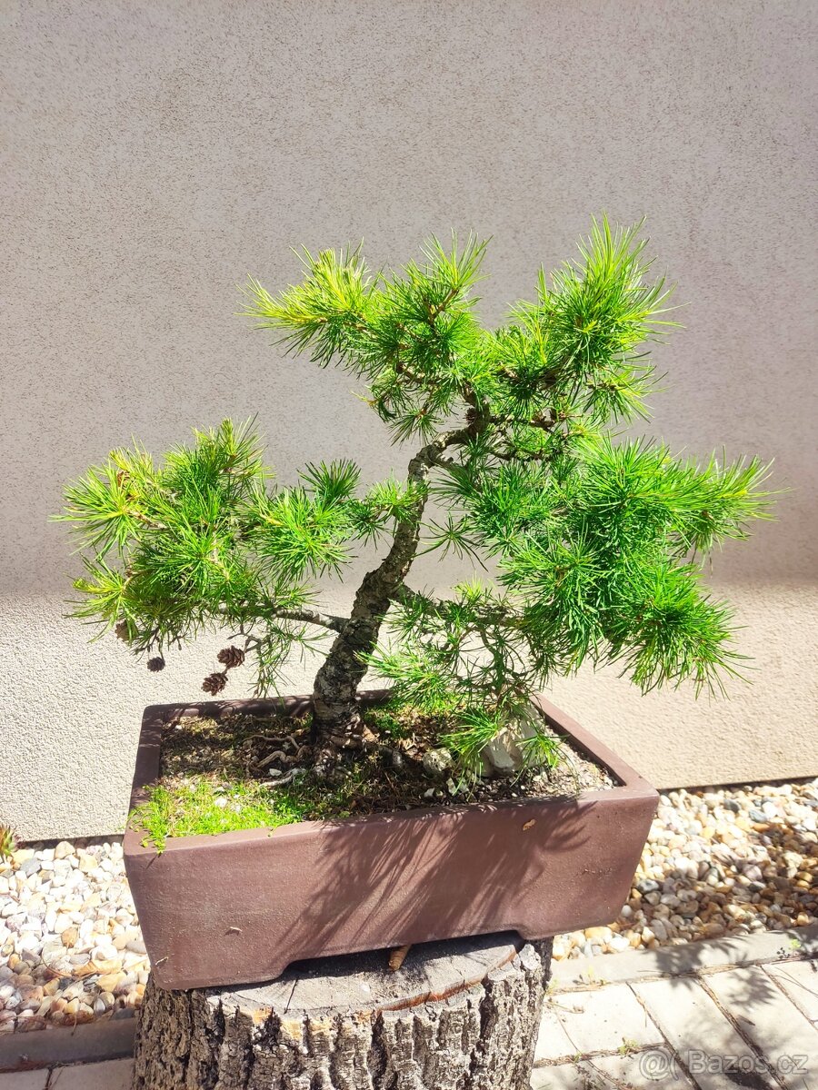 Tvarovaný strom, bonsai, niwaki, yamadori