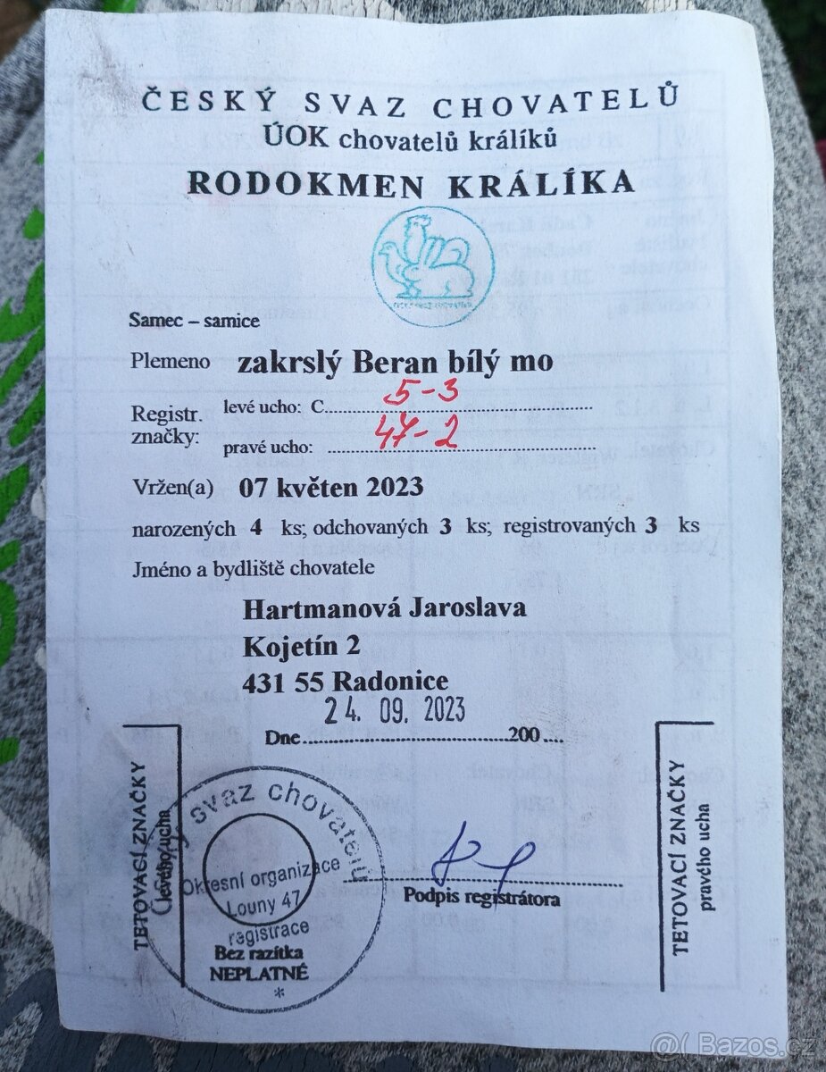 Samička zakrslého berana
