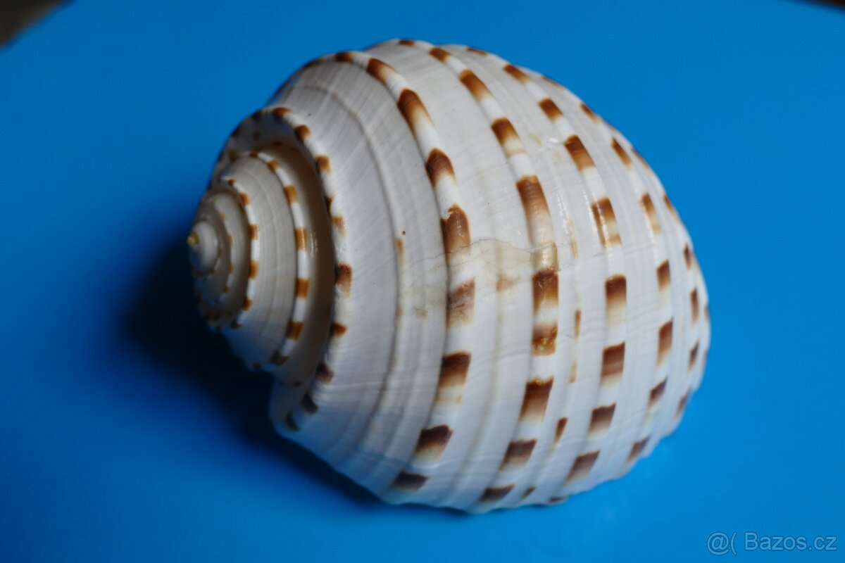 Tonna lischkeana