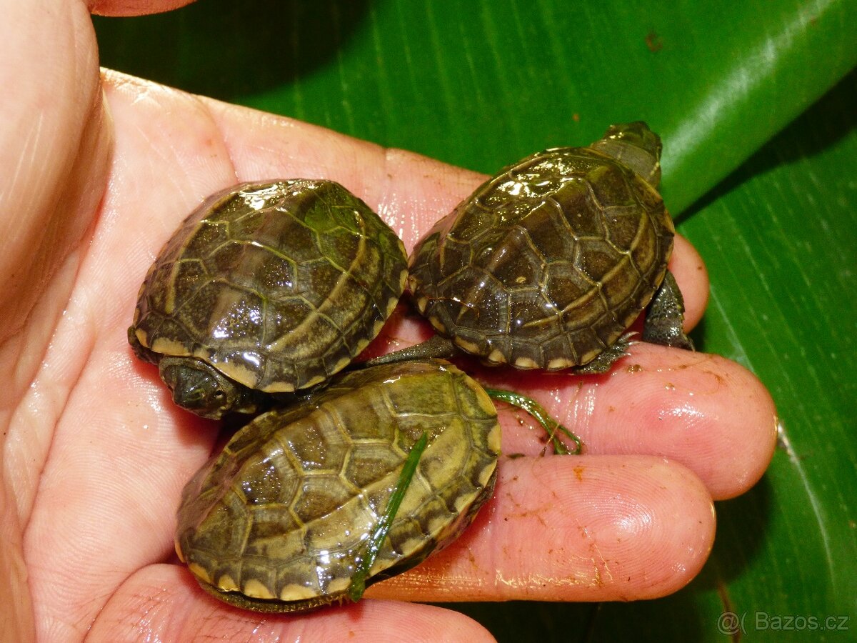 Želva trojkýlná (Mauremys reevesii)