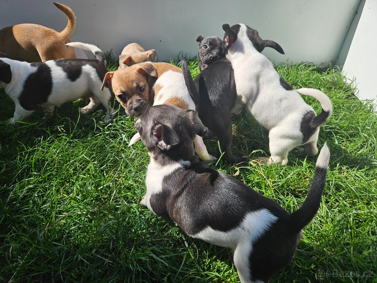 Jack Russel teriér
