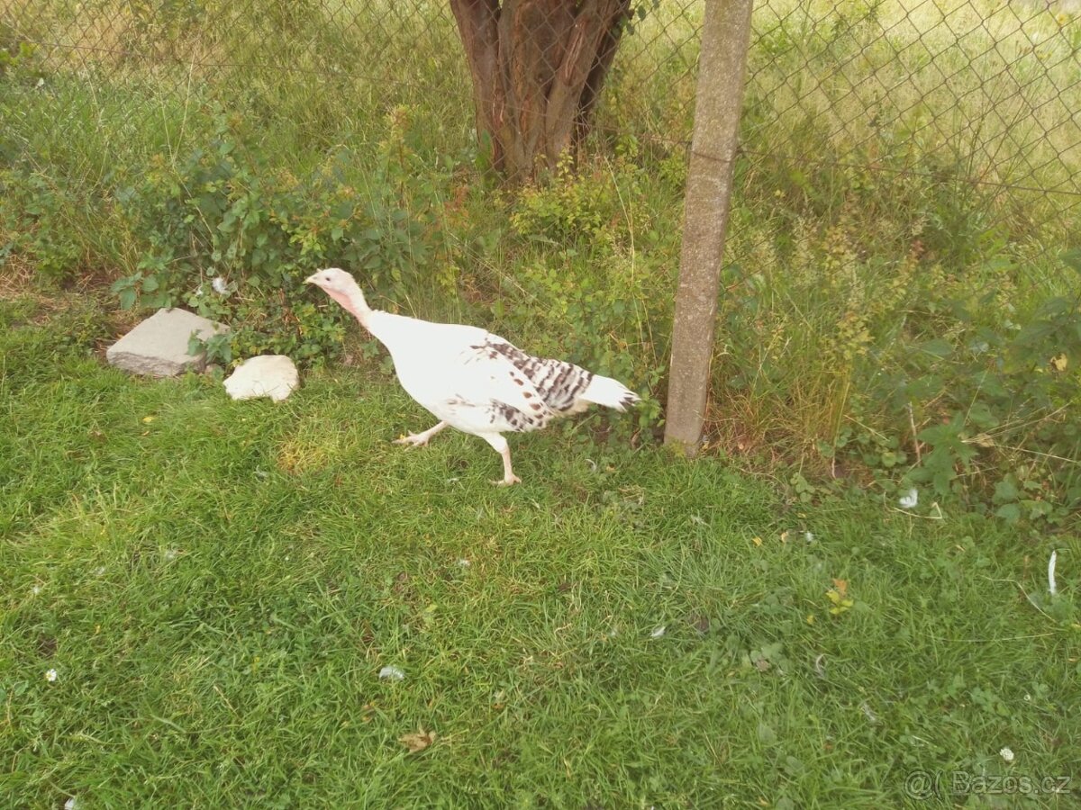 Krůta bronzová