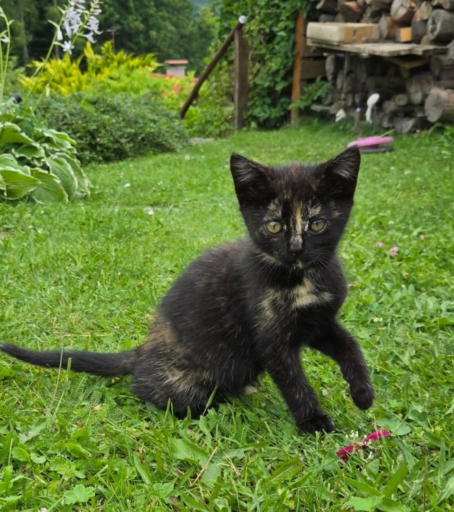 Melírovaná kočička Katy, 2 měsíce