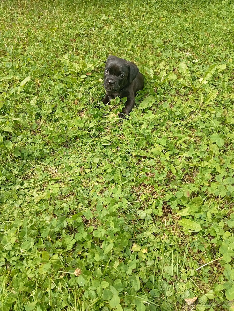 Štěně francouzský buldoček x Mops