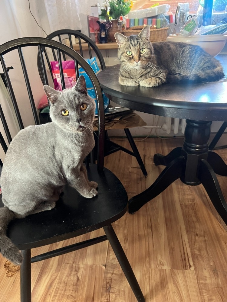 Nerozluční kočičí kamarádi naléhavě hledají společný domov