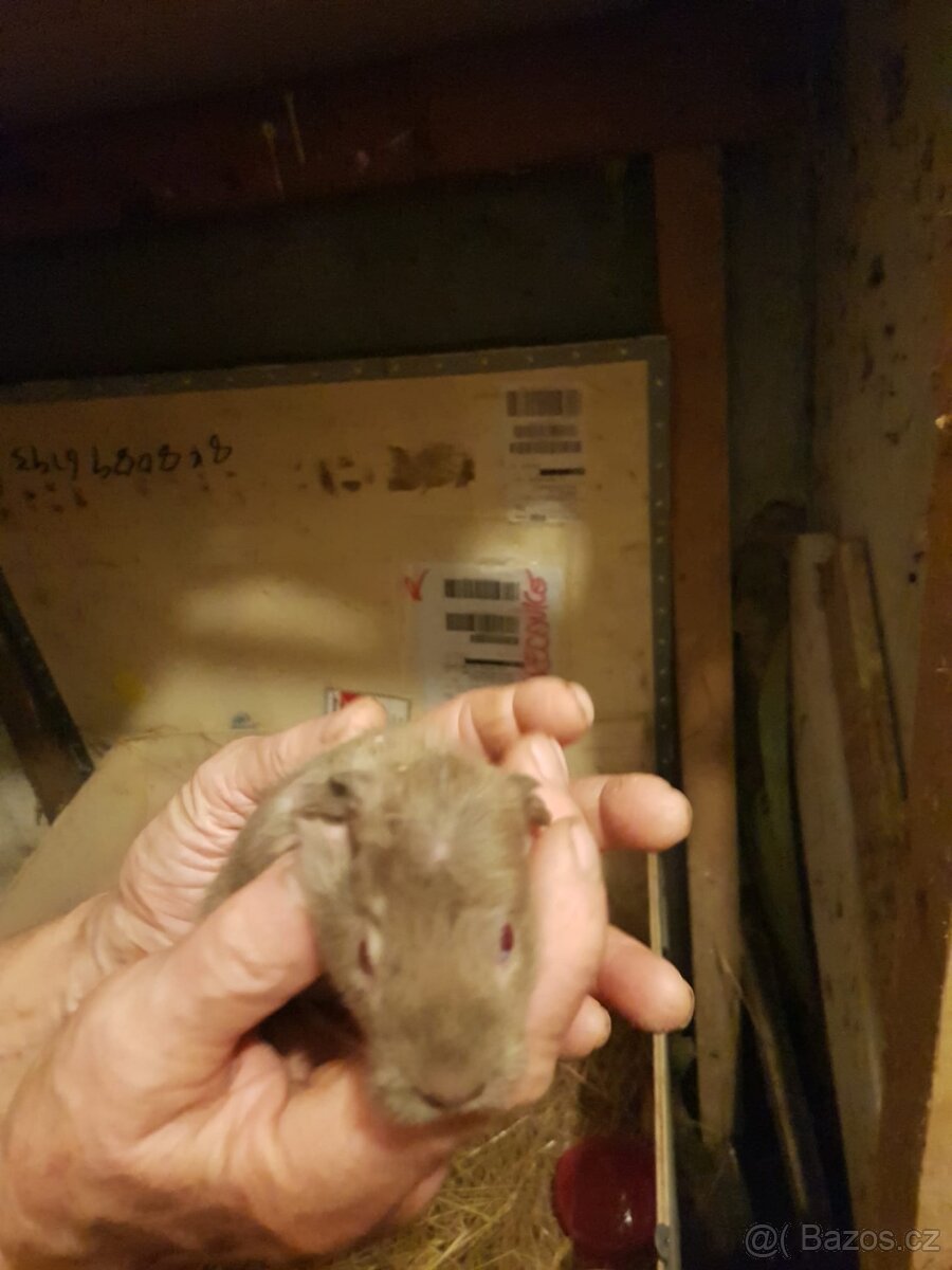 Prodáme cuy morčátka