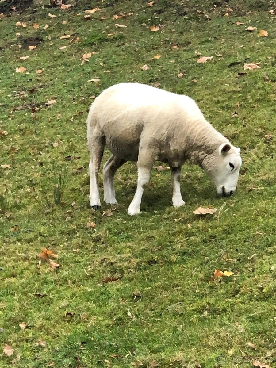 Prodám jehňata