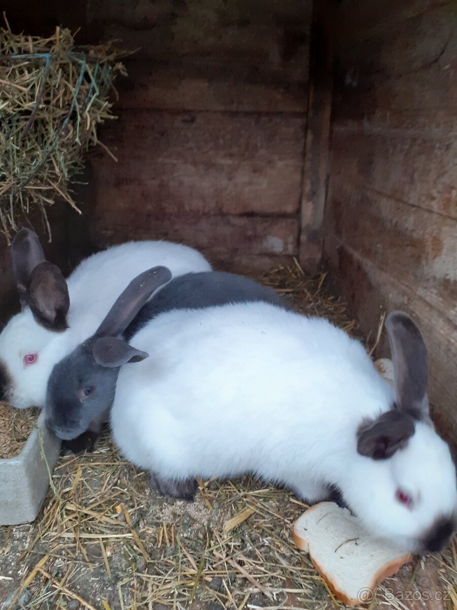 Kalifornský králík