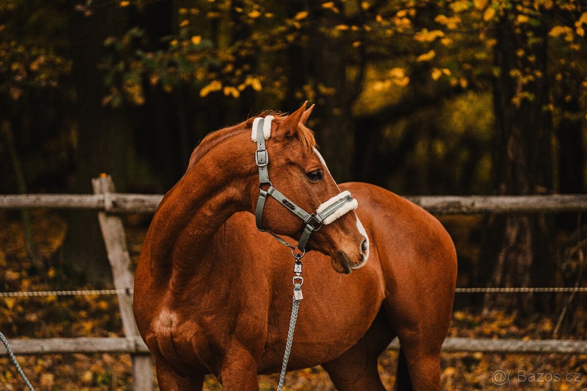 Kobylka A1/1 do bezplatného pronájmu s odkupem