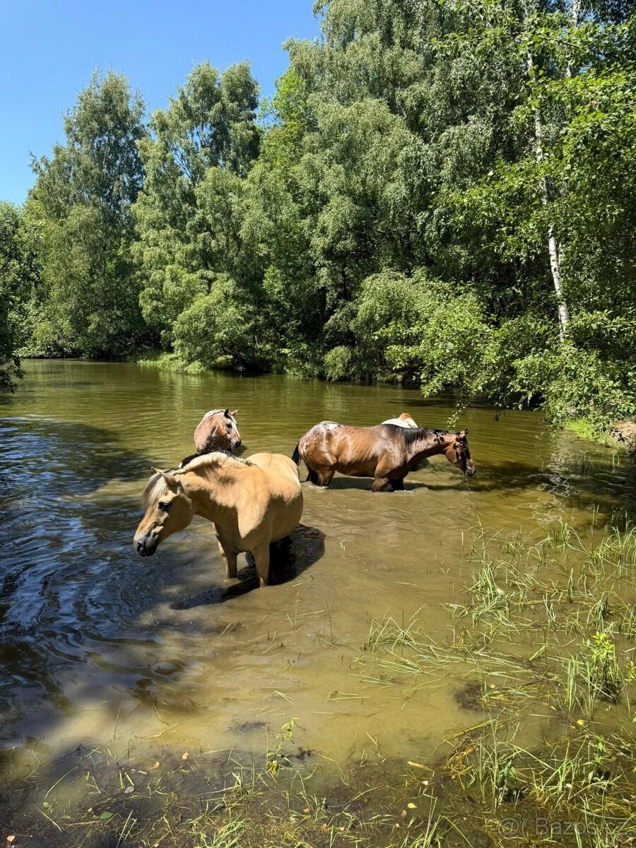 Pastevní ustájení