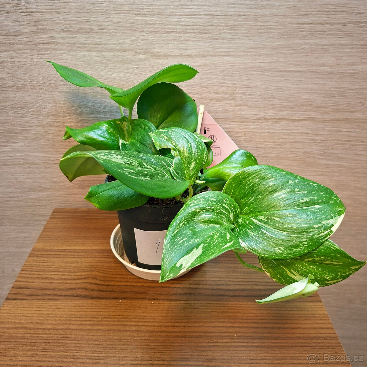 Scindapsus Pictus Rubicon