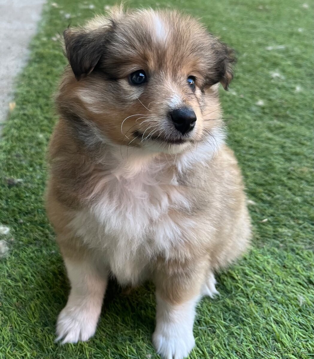 Sheltie Šeltie s PP