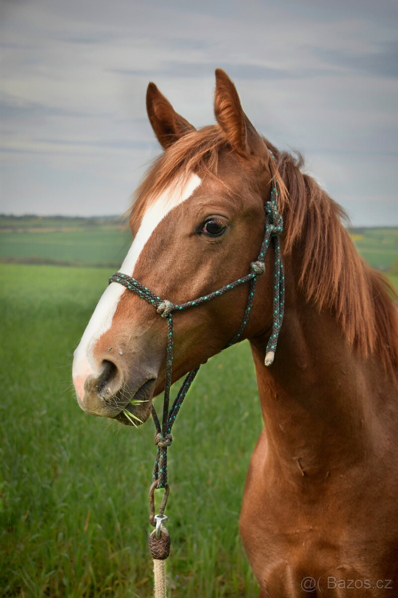 Prodám hřebce Appaloosa horse nar. v květnu 2023
