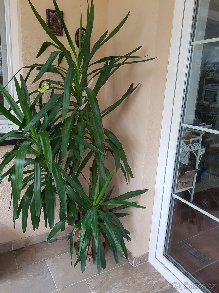 Pokojová rostlina Jucca, vysoká 210 cm