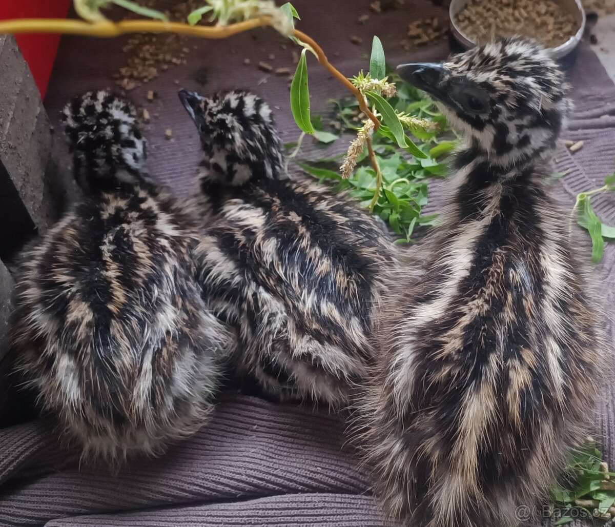 Emu hnědý 2 samci s testem DNA