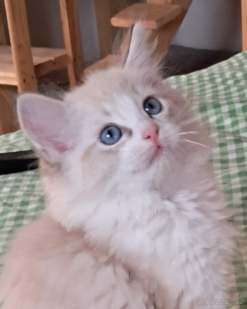 Kočičky  ragdoll s PP