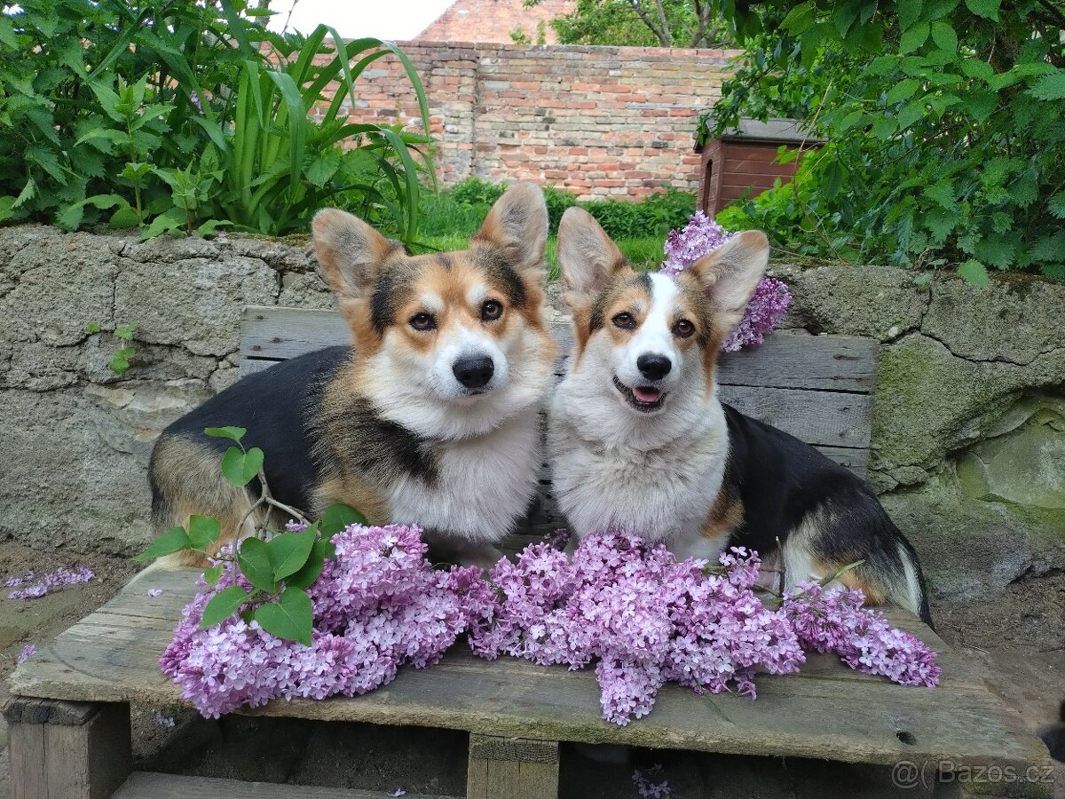 Welsh Corgi Pembroke, s PP FCI, NATURAL BOB