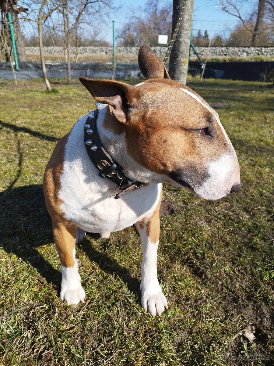 bulterier