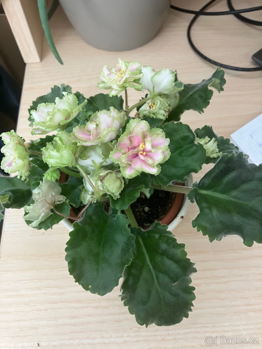 Africká fialka zeleno-růžová