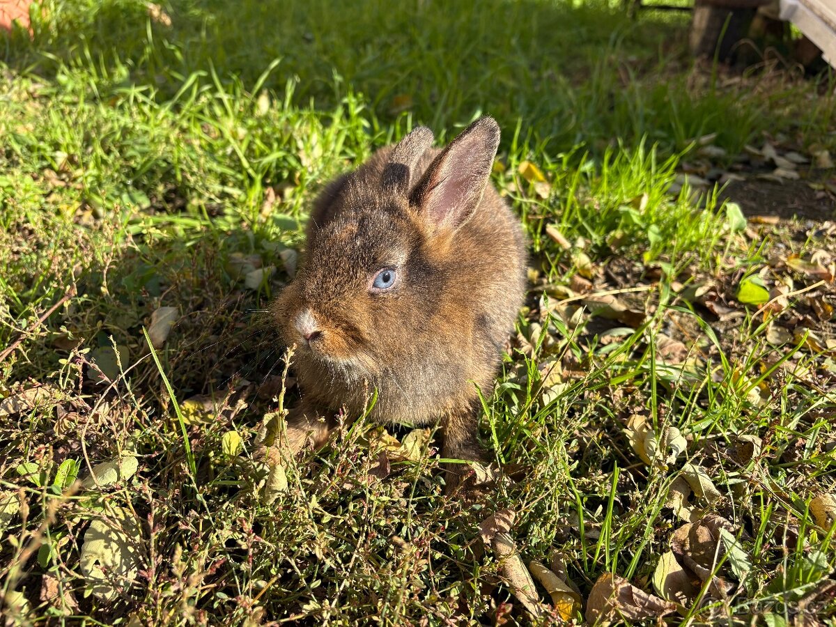 Zakrslá samička Králíčka ❤️