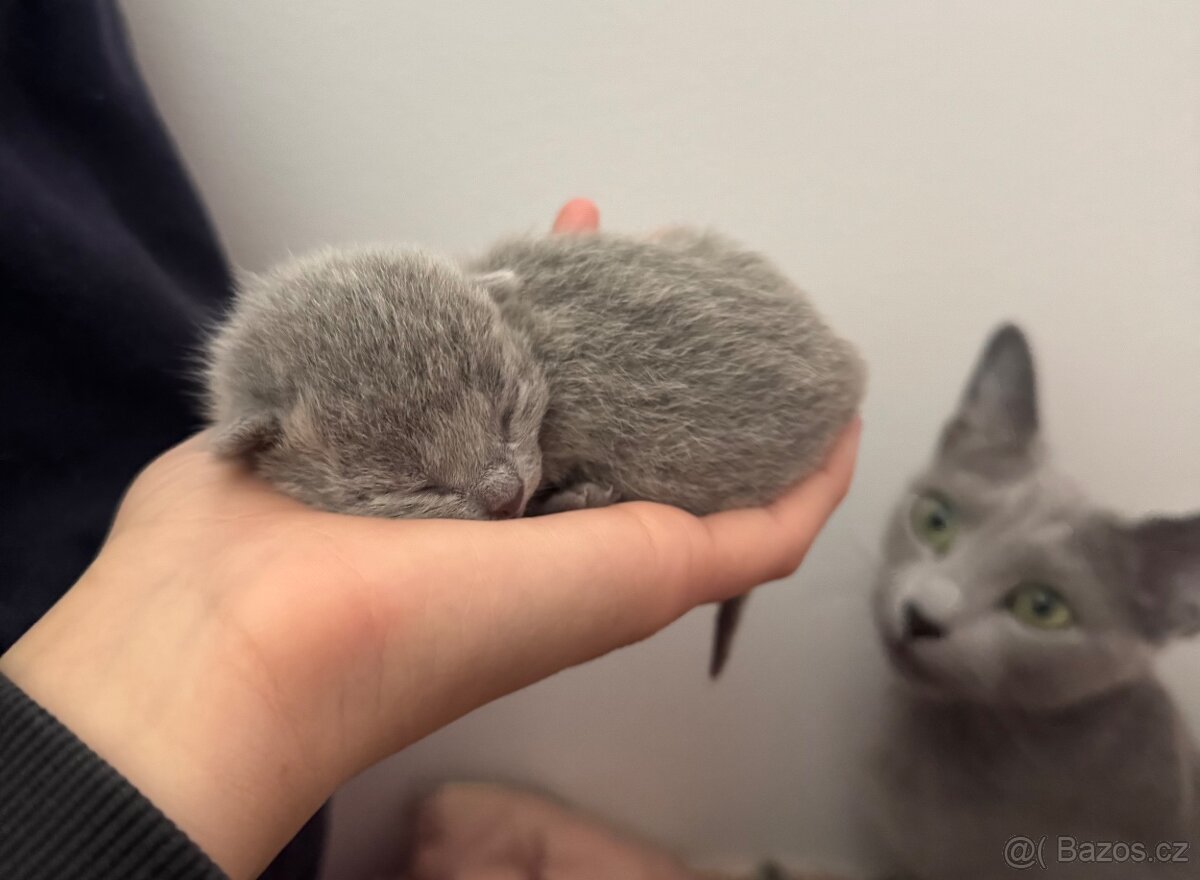 Ruská modrá mačka